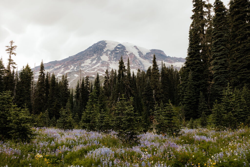Wildflowers bloom at Paradise, Mt Rainier National Park.